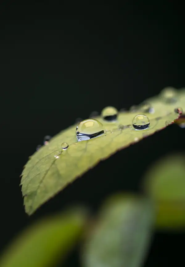 极美陶轲早晚安0101-0105(2)