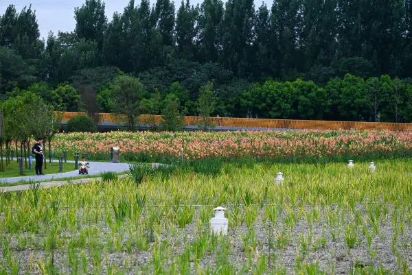 极美王勤西区中水湿地公园(5)