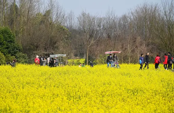 极美王效青杠树村景区千亩油菜花竞相绽放(12)