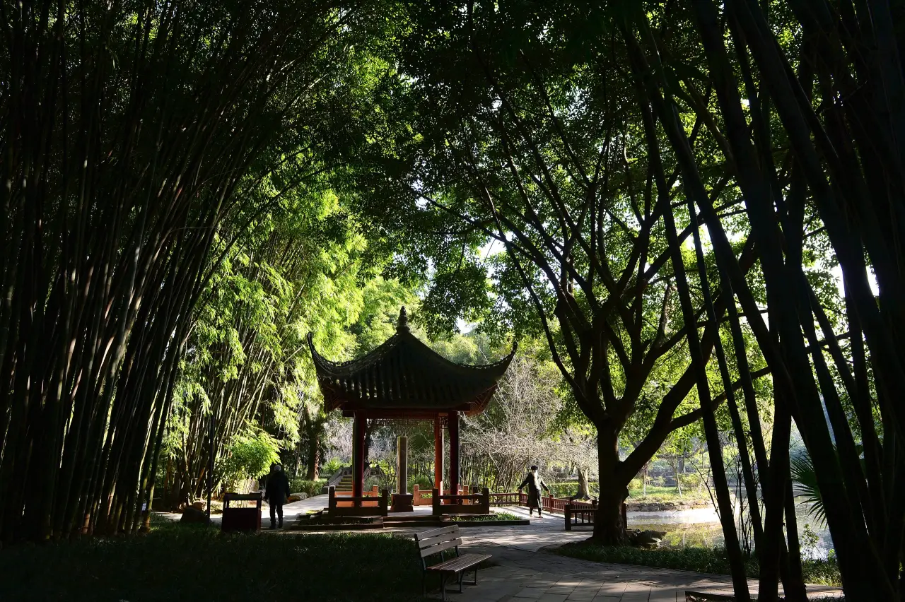 极美王效望江公园竹林打太极锻炼身体(16)