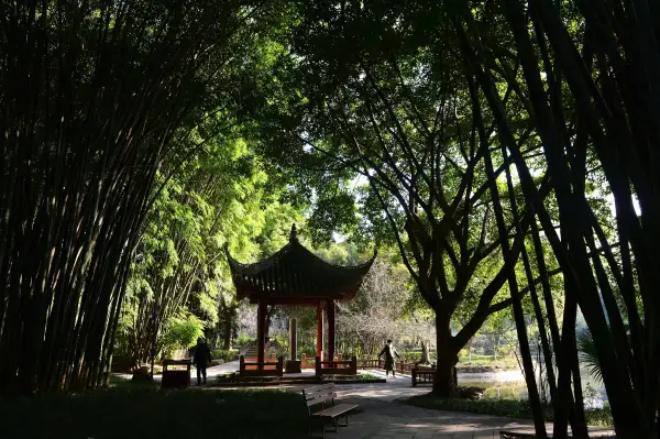 极美王效望江公园竹林打太极锻炼身体(16)