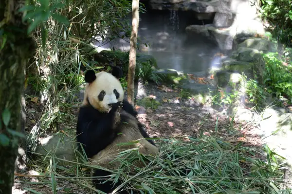 ​极美王效成都大熊猫繁育研究基地都江堰繁育野放研究中心——熊